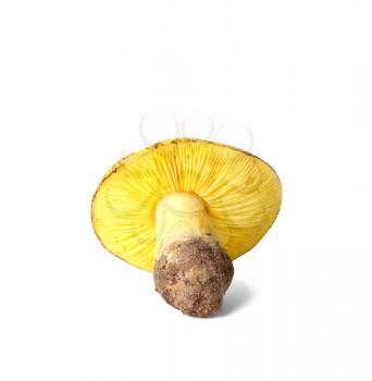 Royalty Free Photo of a Tricholoma Equestre Mushroom 