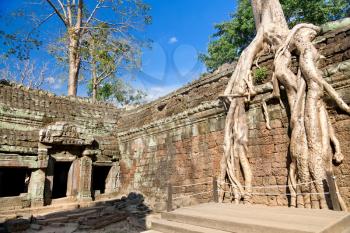 Royalty Free Photo of Banyan Trees on Ruins in Ta Prohm temple, Cambodia
