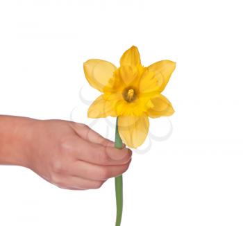 Royalty Free Photo of a Woman Holding a Daffodil 