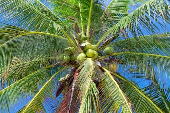 Royalty Free Photo of Coconuts on a Palm Tree