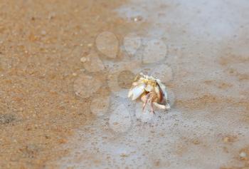 Royalty Free Photo of a Crab in a Shell on a Thailand Beach