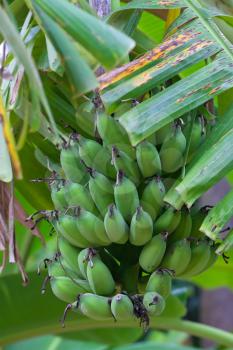 Royalty Free Photo of Bananas Growing in a Tree