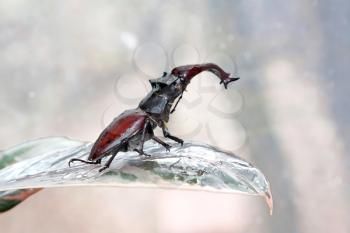 Royalty Free Photo of a Stag Beetle on a Leaf