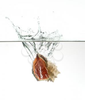 Royalty Free Photo of a Seashell in Water