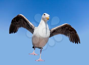 Royalty Free Photo of a Seagull