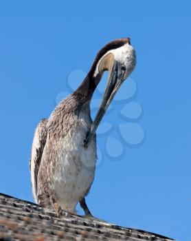 Royalty Free Photo of a Pelican