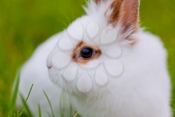 Royalty Free Photo of a Bunny