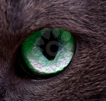 Royalty Free Photo of a Cat's Eye