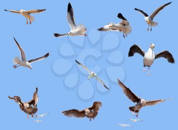 Set of flying seagulls on cloudy sky background
