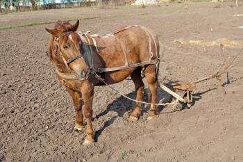 Horse with plow standing on the ground
