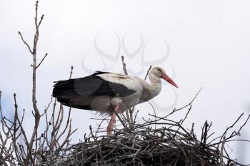 Stork standing in the nest in cloudy sky
