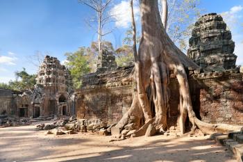 Banyan trees on ruins in Ta Prohm temple, Cambodia
