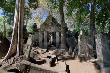 Ancient emple ruins and banyan tree in Koh Ker
