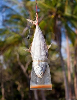 Fish drying on rope, summer palm background
