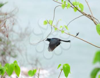 Greater Racket-tailed Drongo flying in the Thailand forest
