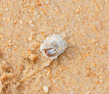 Crab in seashell on the sea beach in Thailand
