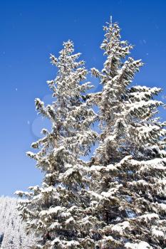 Pine covered with snow in blue sky