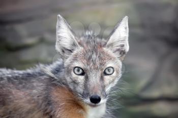 staring corsac fox in kiev zoo
