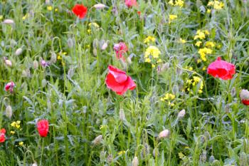 Poppies and rapes
