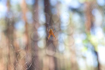 Spider on cobweb in wild forest
