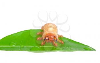 Chafer larva on green leaf isolated on white