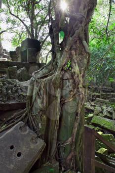 Banyan trees on ruins in Beng Mealea temple, Cambodia
