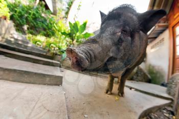 Curious vietnamese pig near bungalow in Thailand
