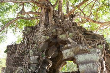 Banyan trees on ruins in Beng Mealea temple, Cambodia
