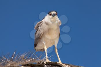 Adult Black-crowned Night Heron, Nycticorax nycticorax on blue sky background
