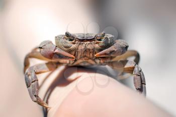 Crab on male hand at the sea, closeup view
