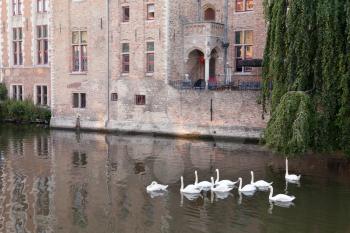 Swans swimming in the channel in Bruges, Belgium
