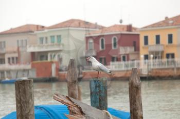 Seagull on the wooden trunk in Venice
