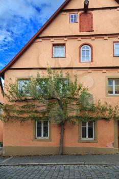 Green tree on the facade of house in Rothenburg, Germany
