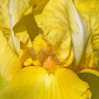 Yellow iris flower macro, closeup view
