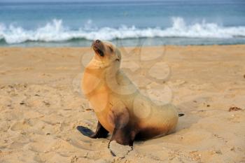Sea lion pup having rest on the Hermosa beach, California, USA
