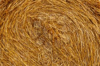 Background from wheat straw in roll
