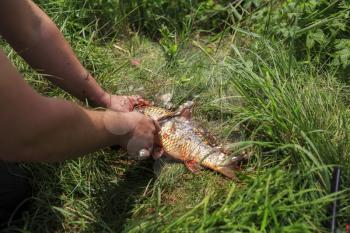 Fisherman cleaning fish from scales on the grass with knife
