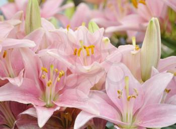 Royalty Free Photo of Pink Lilies