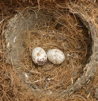 Royalty Free Photo of Cardinal Bird Eggs in a Nest