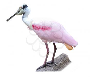 Royalty Free Photo of a Roseate Spoonbill
