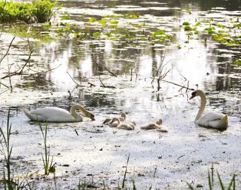 Royalty Free Photo of White Swans with Nestlings On The Lake