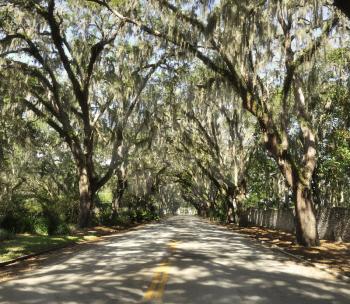 Royalty Free Photo of a Road With Spanish Moss