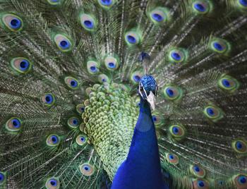 Royalty Free Photo of a Peacock