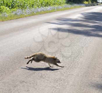 Royalty Free Photo of a Raccoon Crossing a Road