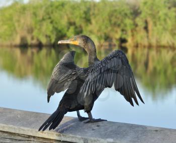 Royalty Free Photo of a Double-Crested Cormorant