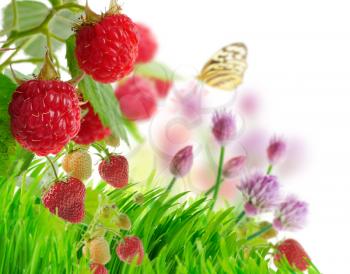 Royalty Free Photo of Raspberry and Strawberry Plants