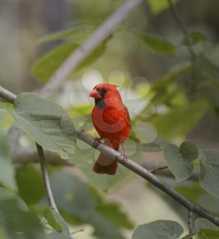 Royalty Free Photo of a Cardinal in a Tree