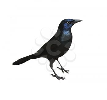 Royalty Free Photo of a Male Boat-Tailed Grackleon
