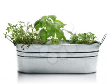 Royalty Free Photo of a Fresh Herbs In A Metal Flowerpot