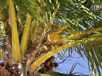 Royalty Free Photo of Coconuts in a Palm Tree